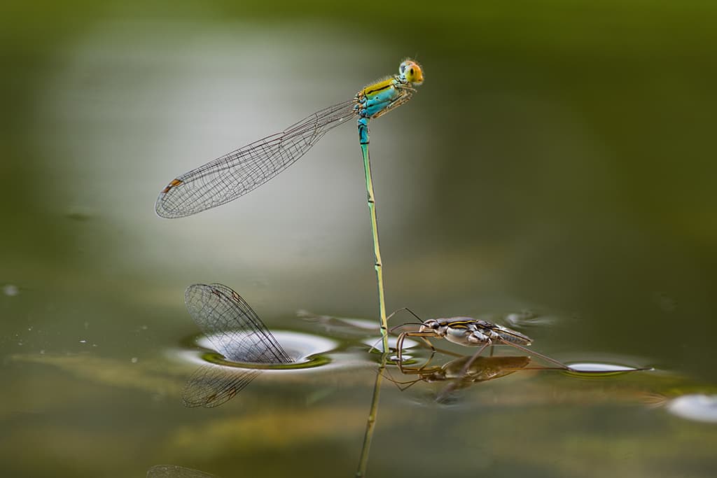 close-up photographer of the year 03 Winner: Butterflies & Dragonflies Ripan Biswas, Mating Underwater