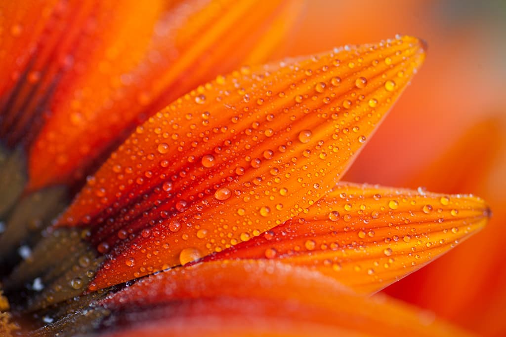 macro mistakes, flower close up Getty Images Tahreer Photography