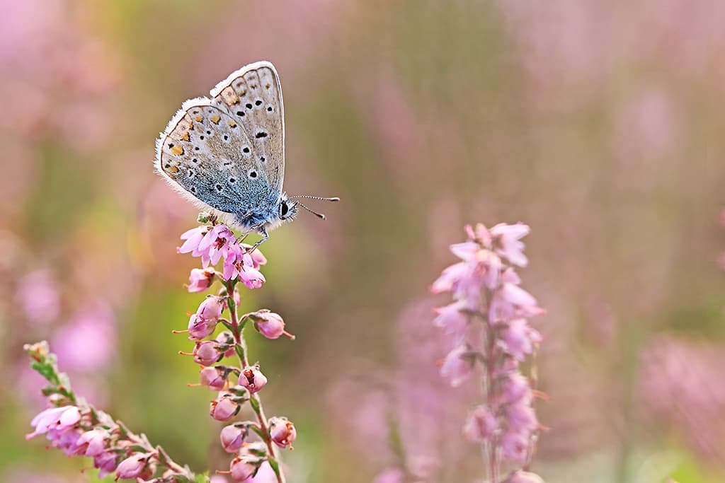 macro mistake, butterfly wildflowers Getty Images Jackie Bale
