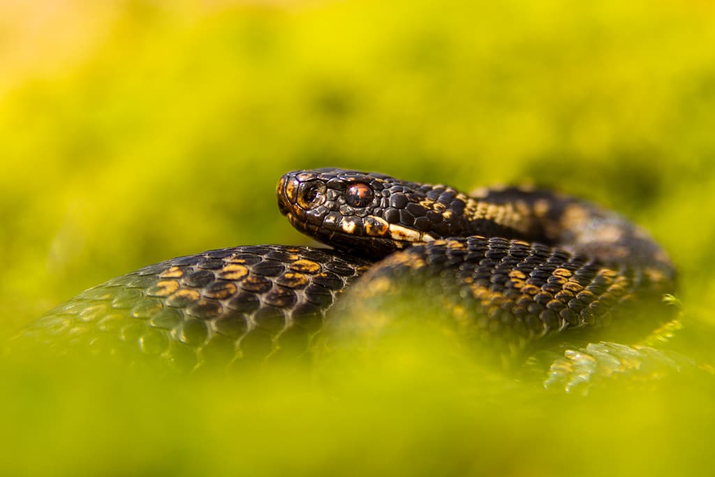 close up snake Getty Images Mark Smith. macro mistakes