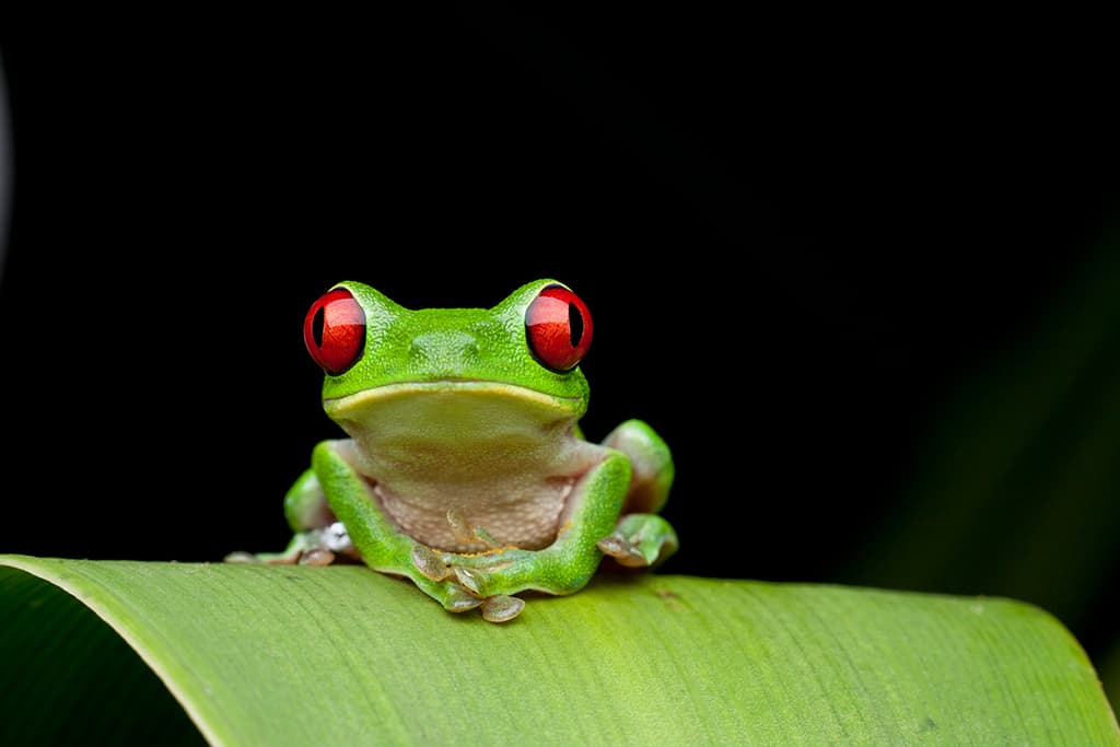 close up frog Getty Images Paul Souders