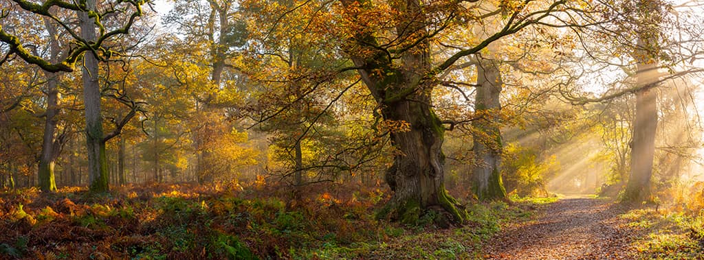 Savernake Forest autumn landscape