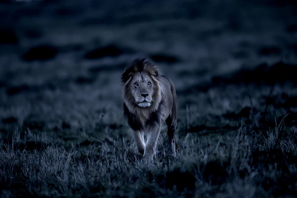 Art Wolfe African lion is shown in the muted light of evening in Masai Mara National Reserve in Kenya