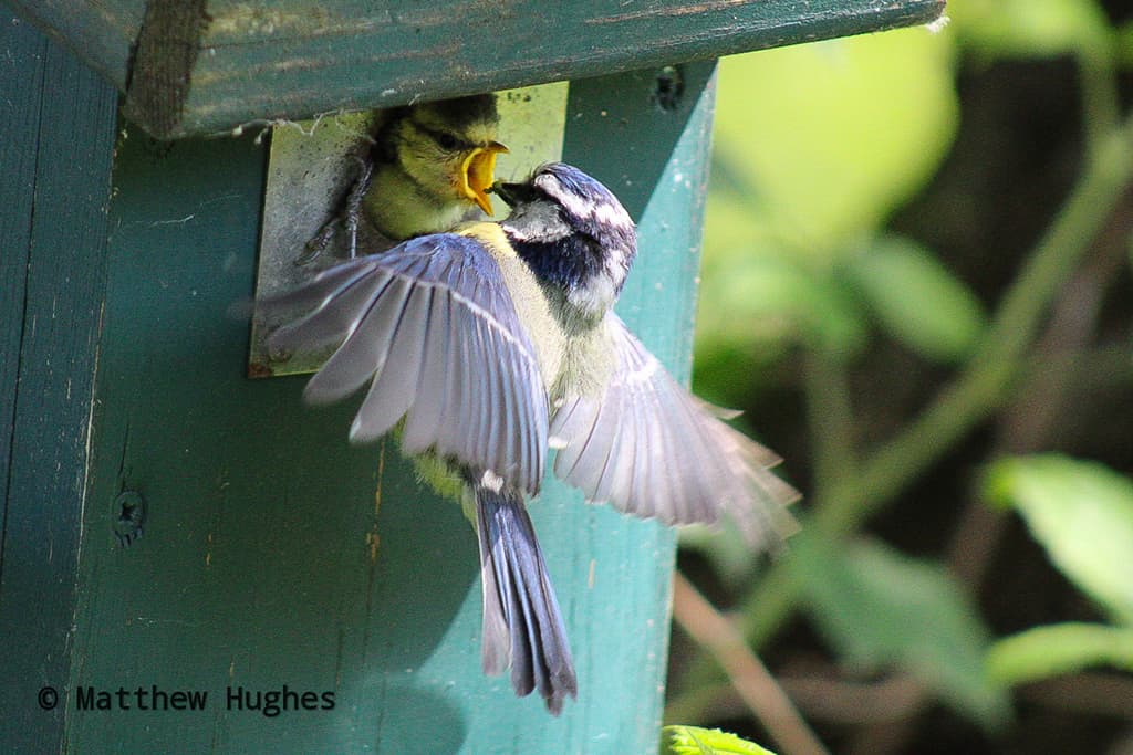 Blue tit fledgling being fed