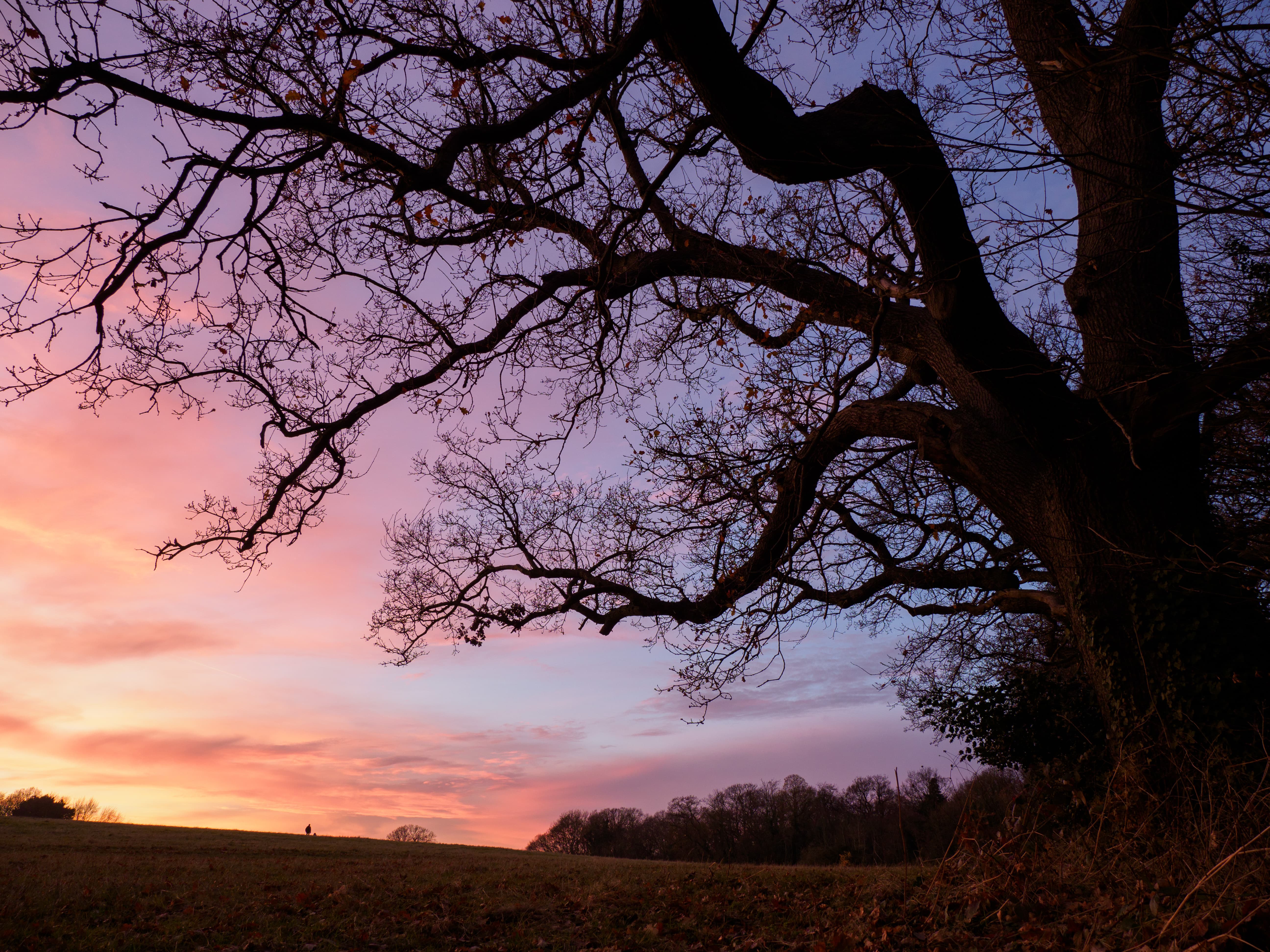 12-100mm lens sample photo, 1/25s, f/5.6, ISO200, 12mm, E-M1 II, orange and purple sunset with a silhouette of a tree