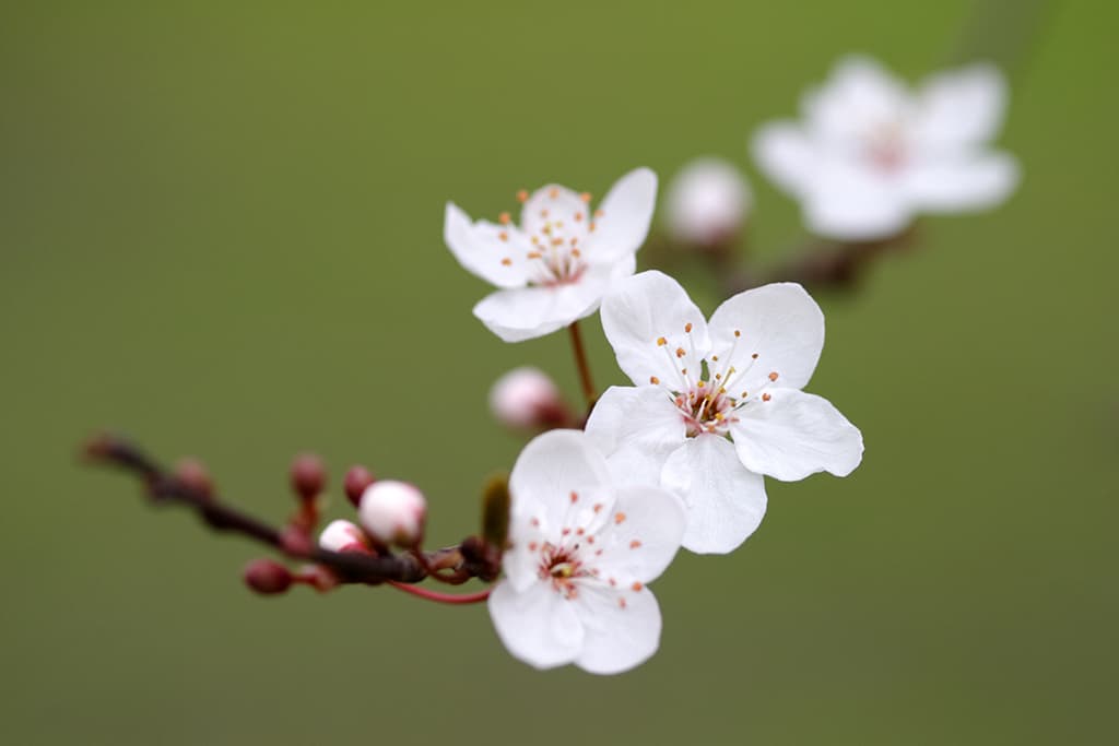 close up blossom
