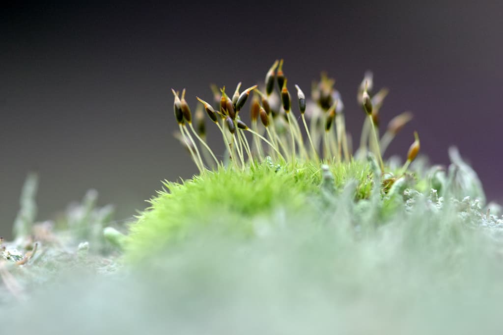 macro autumn photo of small fungi