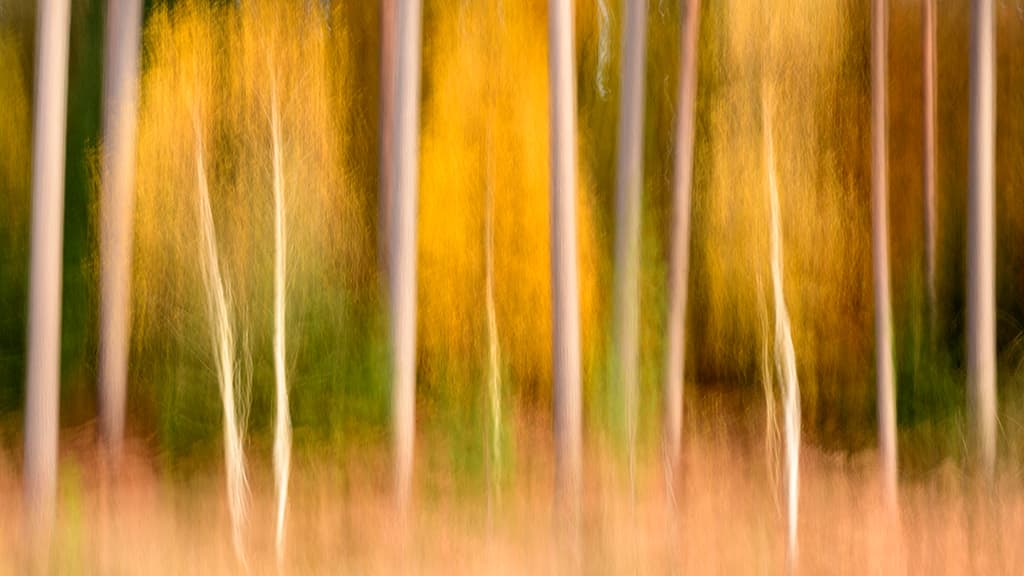 Bolderwood, New Forest intentional camera movement autumn scene