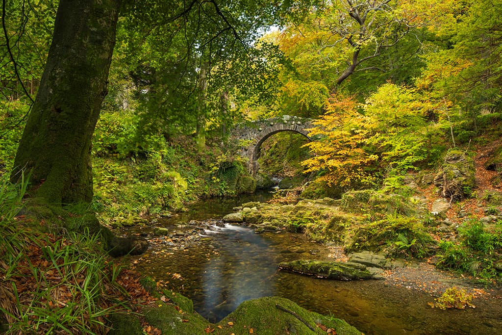 Tollymore Forest in Autumn