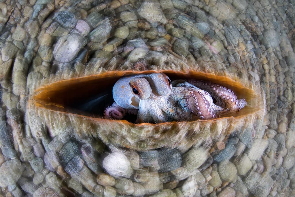 close-up photographer of the year 03 Winner: Underwater Alessandro Grasso, Circular Octopus