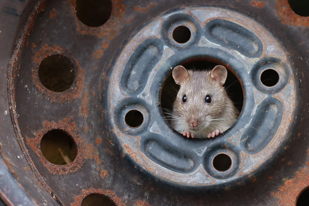 Winner: Young Close-up Photographer of the Year 03 Ezra Boulton, Rat in Tyre Hub