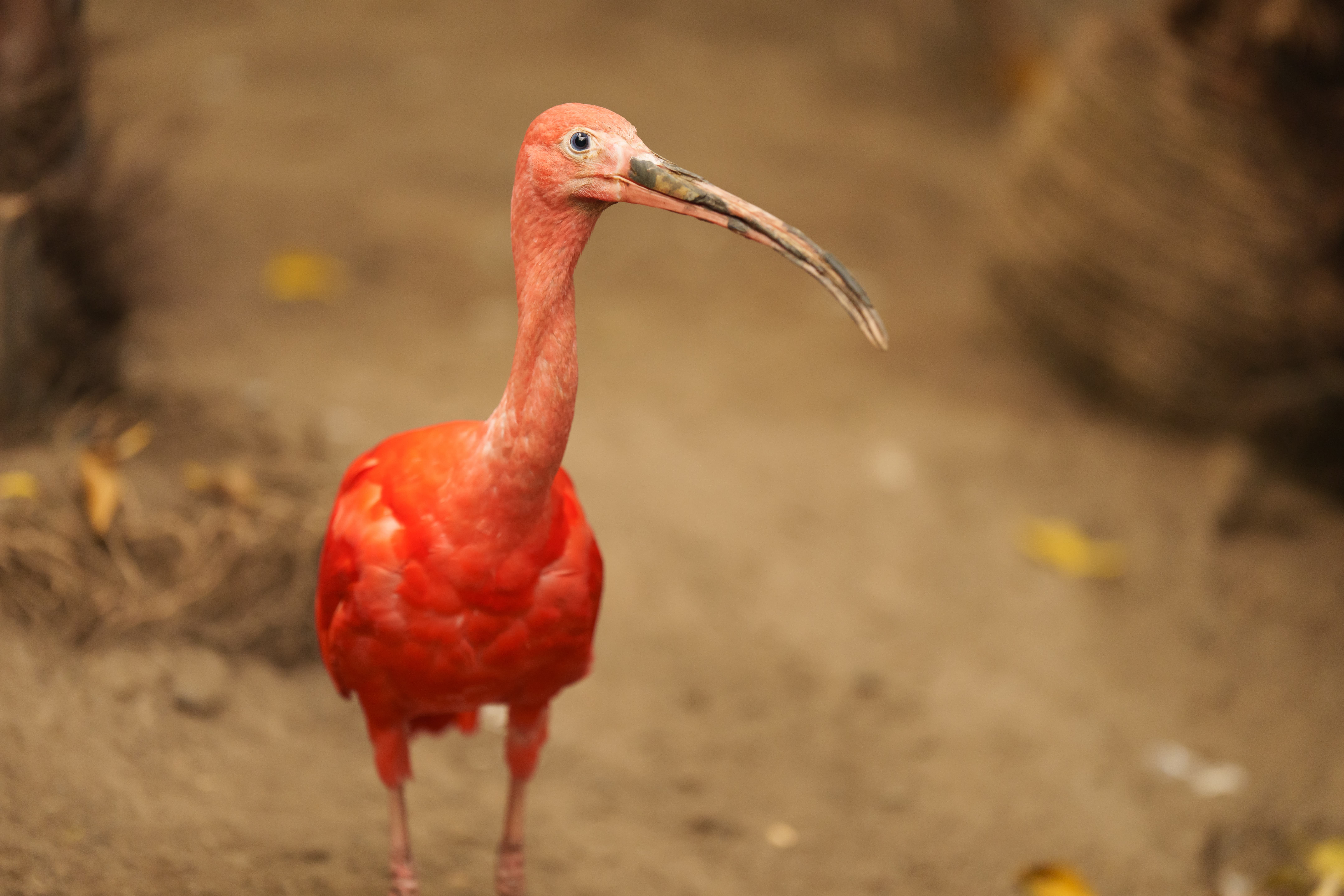 Scarlet Ibis at Leeds Tropical World, 1/200s, f/2.8, ISO1250, Sony 70-200mm at 191mm, with Sony A1, ACR