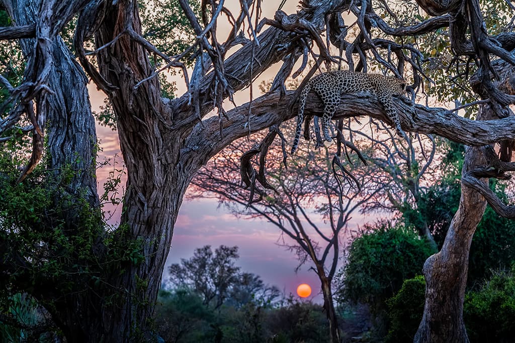 leopard in an ancient thorn tree in Chobe National Park, Botswana, Africa by Art Wolfe