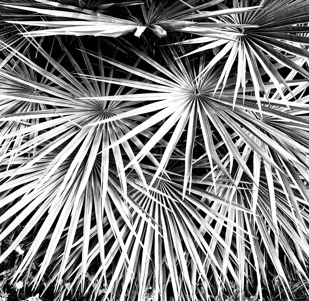 No. 168 of Project365. Perfectly geometric palm fronds. 2021