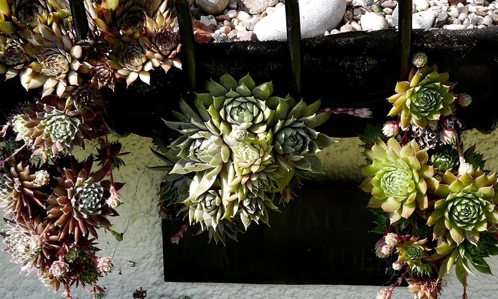No. 213 of Project365. Sempervivum, of which I have dozens. 2021