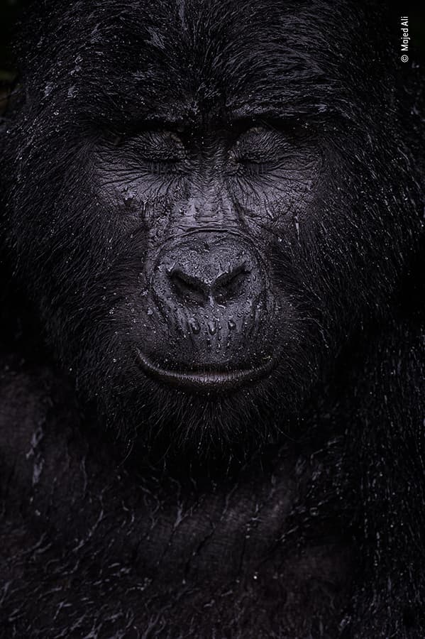 Reflection by Majed Ali, Kuwait. Winner, Animal Portraits. Wildlife Photographer of the Year 2021 close up portrait of a gorilla with eyes shut and beads of rain falling over face