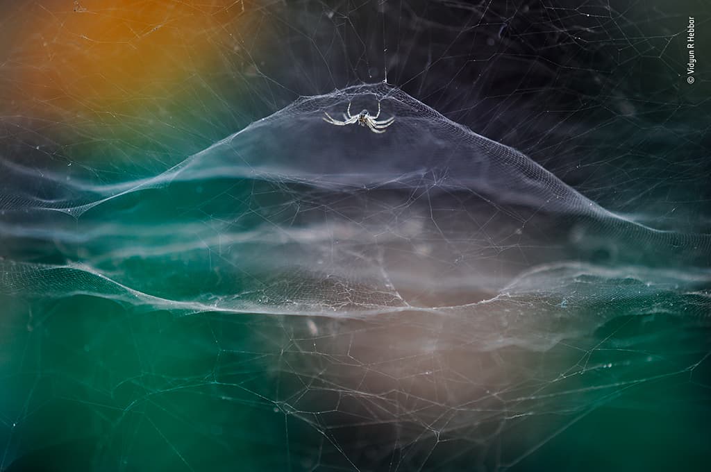 Dome home, Vidyun R Hebbar, India, Wildlife Photographer of the Year 2021, Young Grand Title Winner spider in web