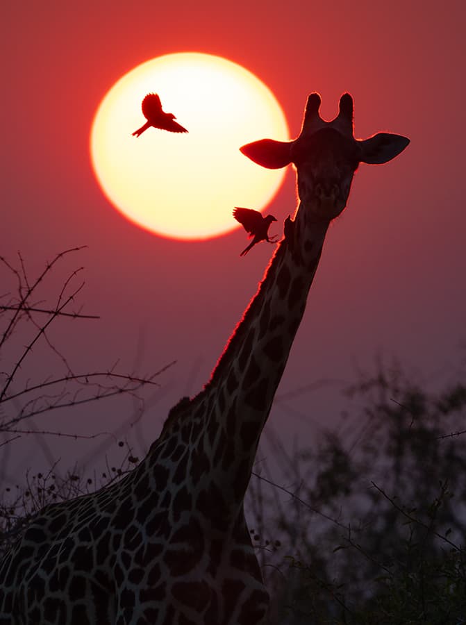 giraffe silhouette, red-billed oxpeckers