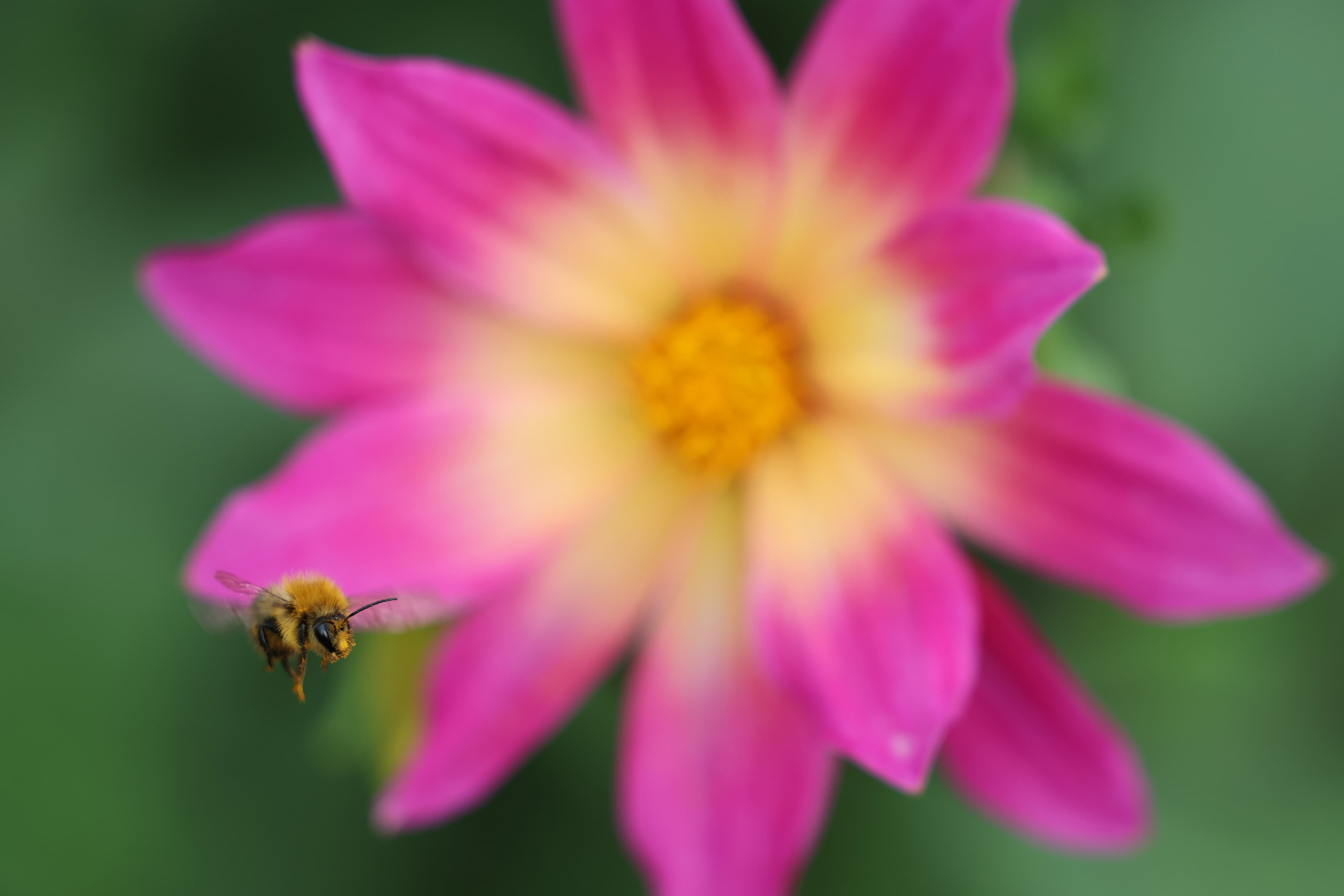 Canon EOS R3 bee in flight sample image
