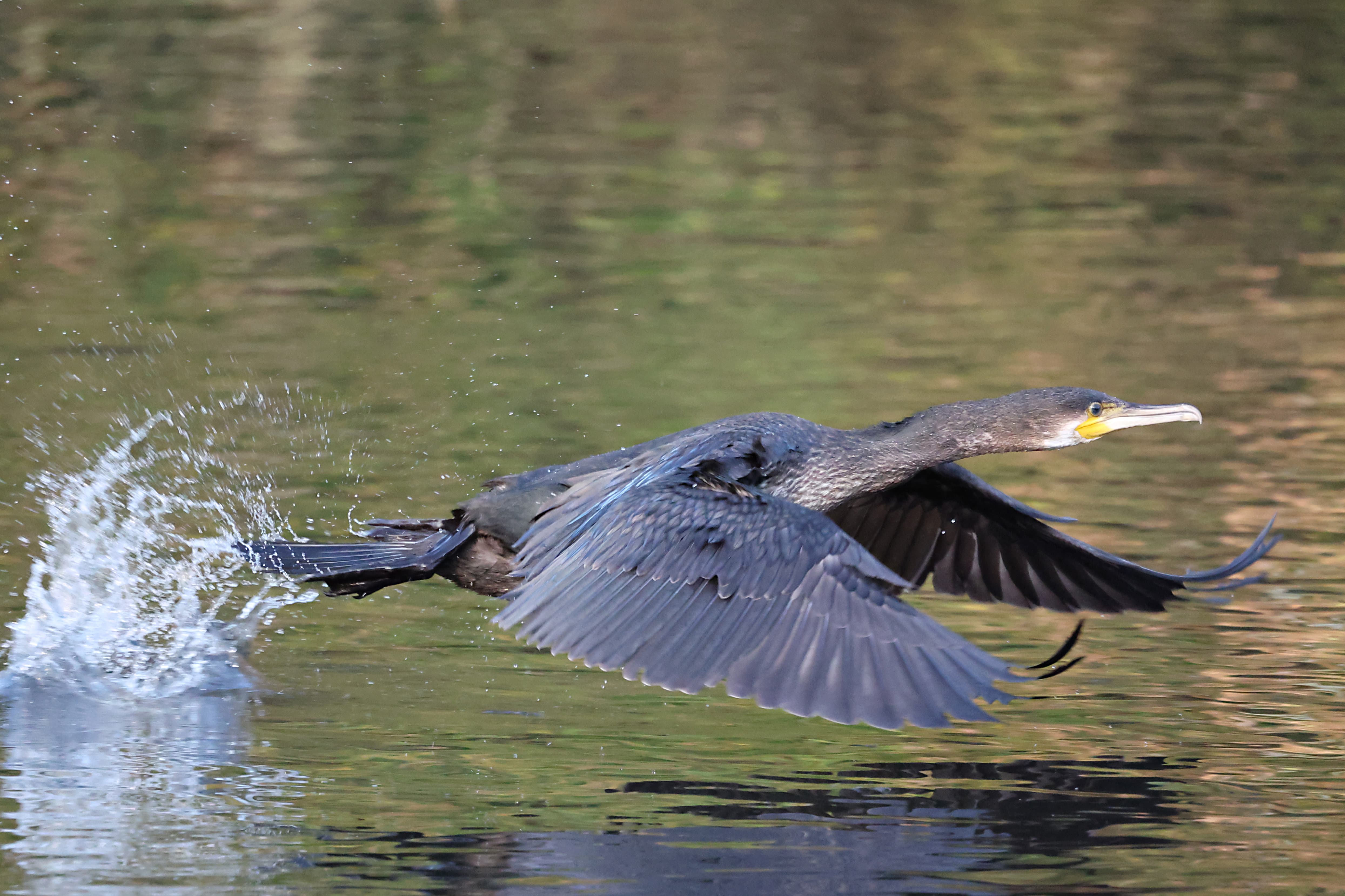 Canon EOS R3 cormorant taking off