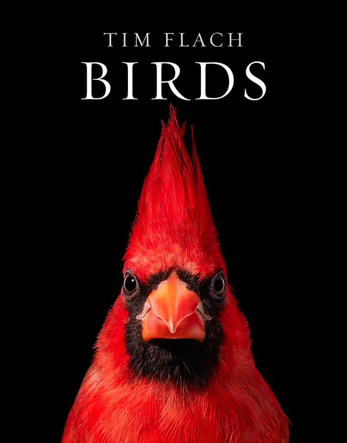 birds book cover