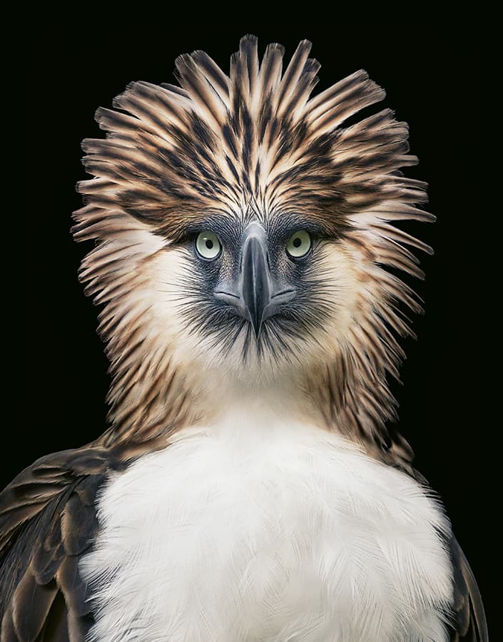 Philippine eagle bird portrait