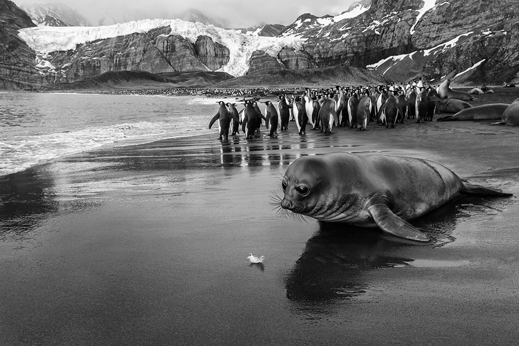 black and white image of young seal eliminating colour distraction