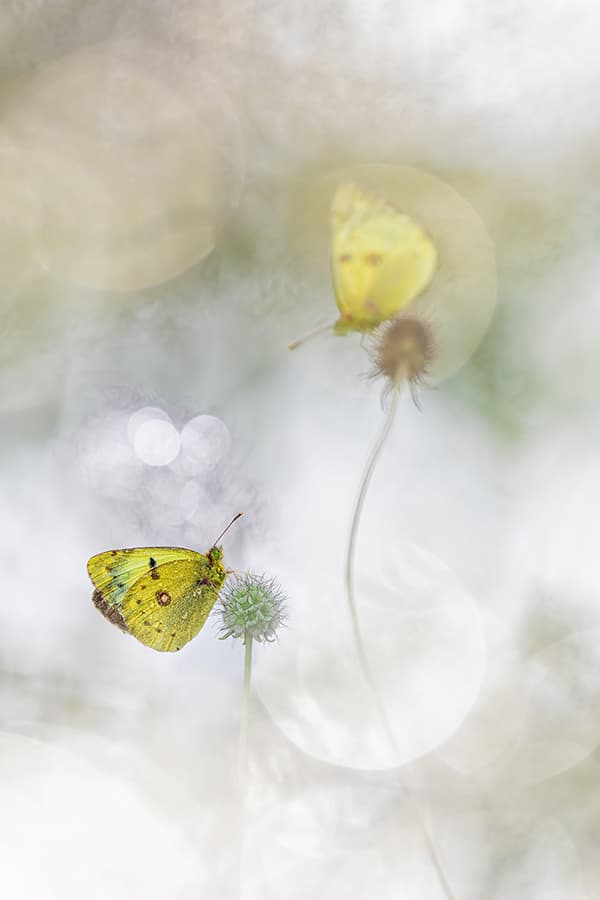 apoy round ten winner. close-up photographs two yellow butterflies