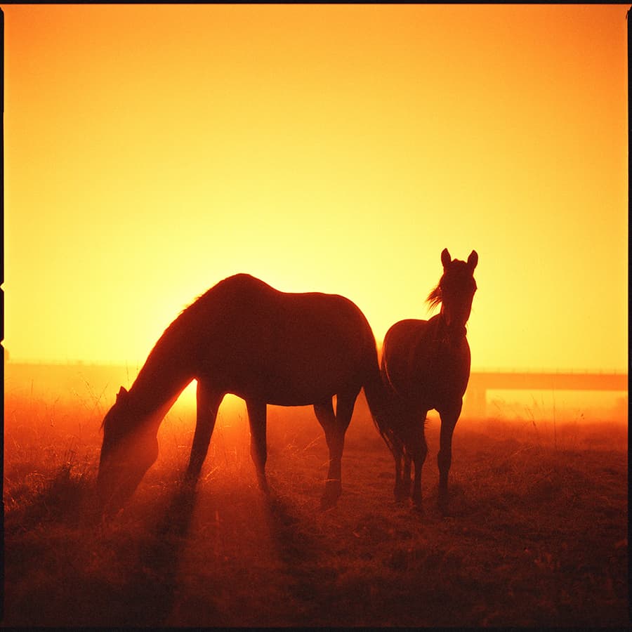 image of two horses backlit by golden sun