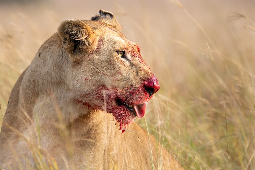 Lara took a range of photographs of the lioness mid-meal. Using her Sony 150-600mm lens