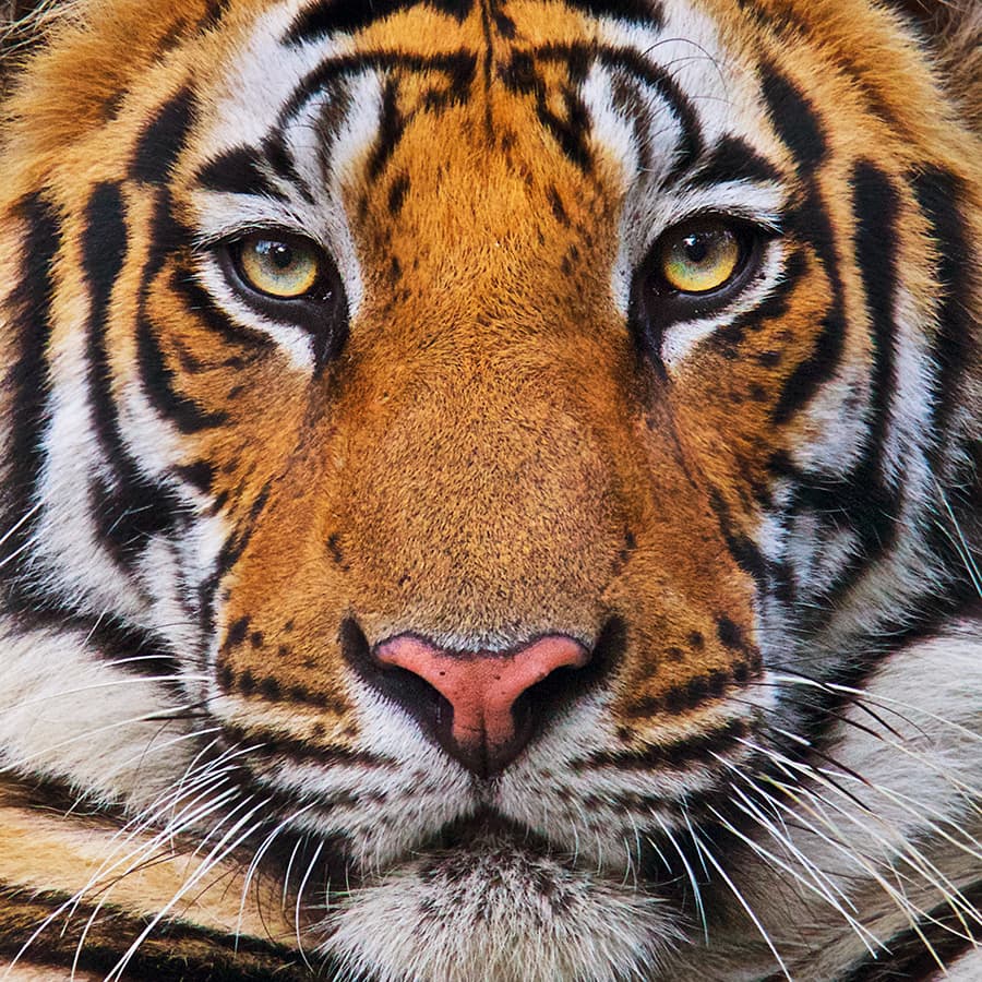 tiger portrait close up