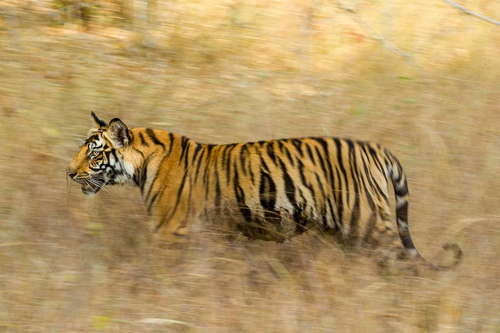 steve winter photo of tiger in long grass