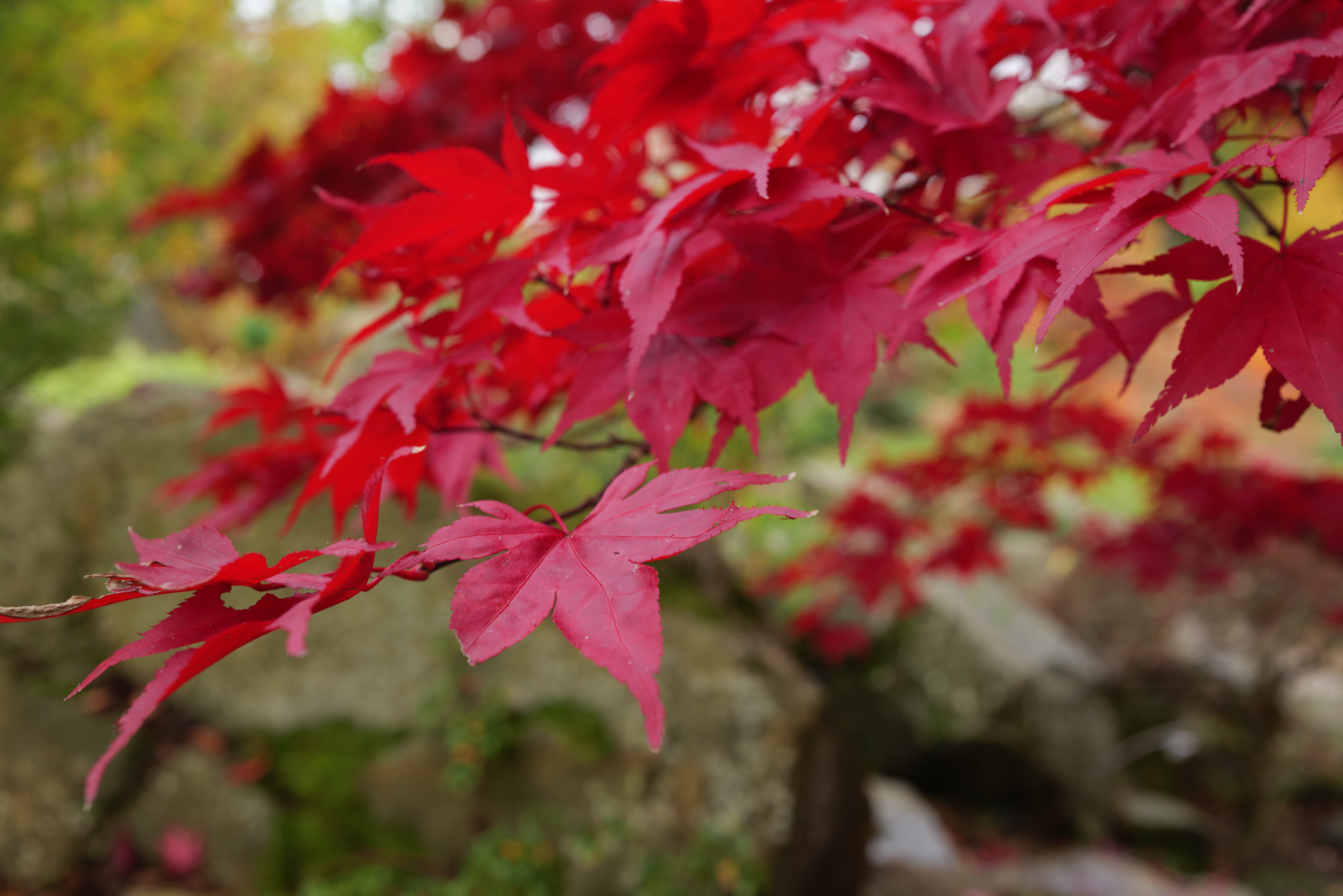 Red leaves, 1/60s, f/6.3, ISO500, -0.3ev