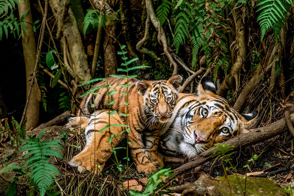 Tigers are generally solitary animals, except when they are young – spotting more than one is a rare treat