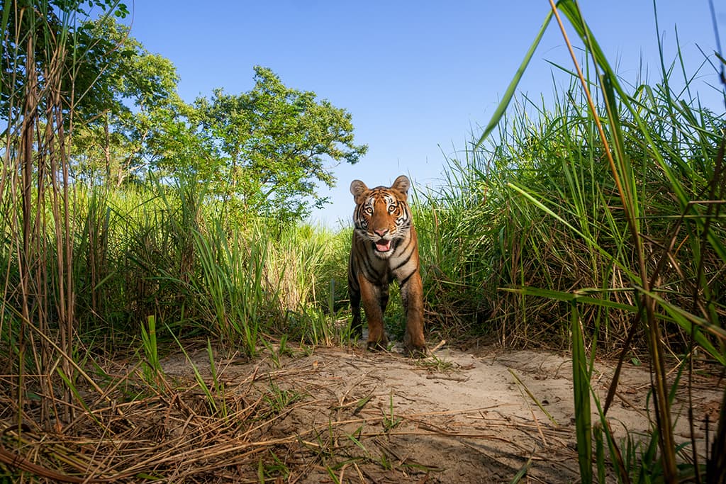 tiger in long grass