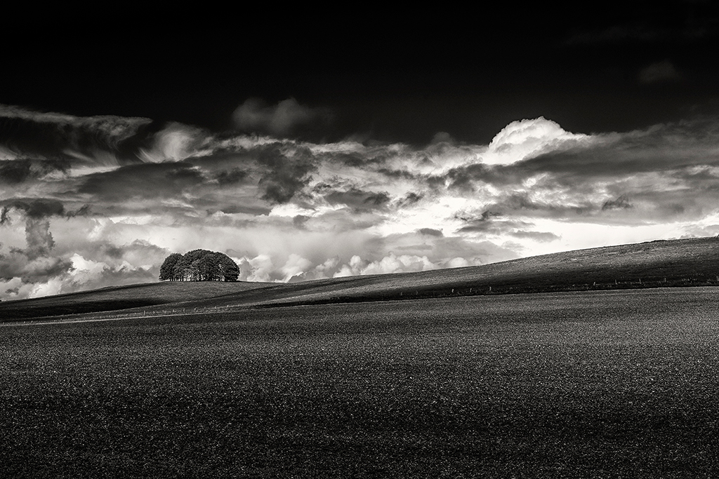 Beech Trees, Marlborough Downs, Wiltshire. Moody monochrome landscapes