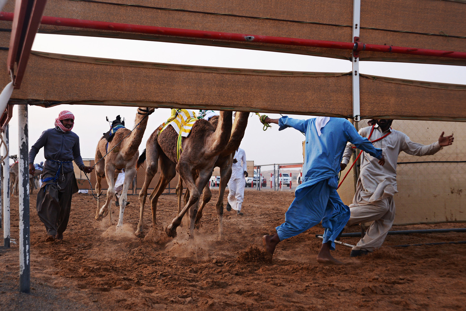 One of Young TPOTY 2021 winner, 14 and under category, Indigo Larmour's images of camel racing, Al Dhaid, Sharjah, UAE 