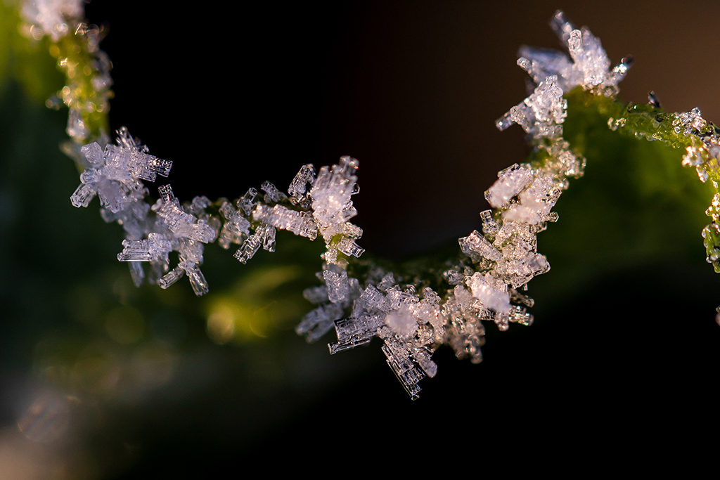 Crystallised ice on the edge of a leaf by Lucy Monckton young amateur photographer of the year winner