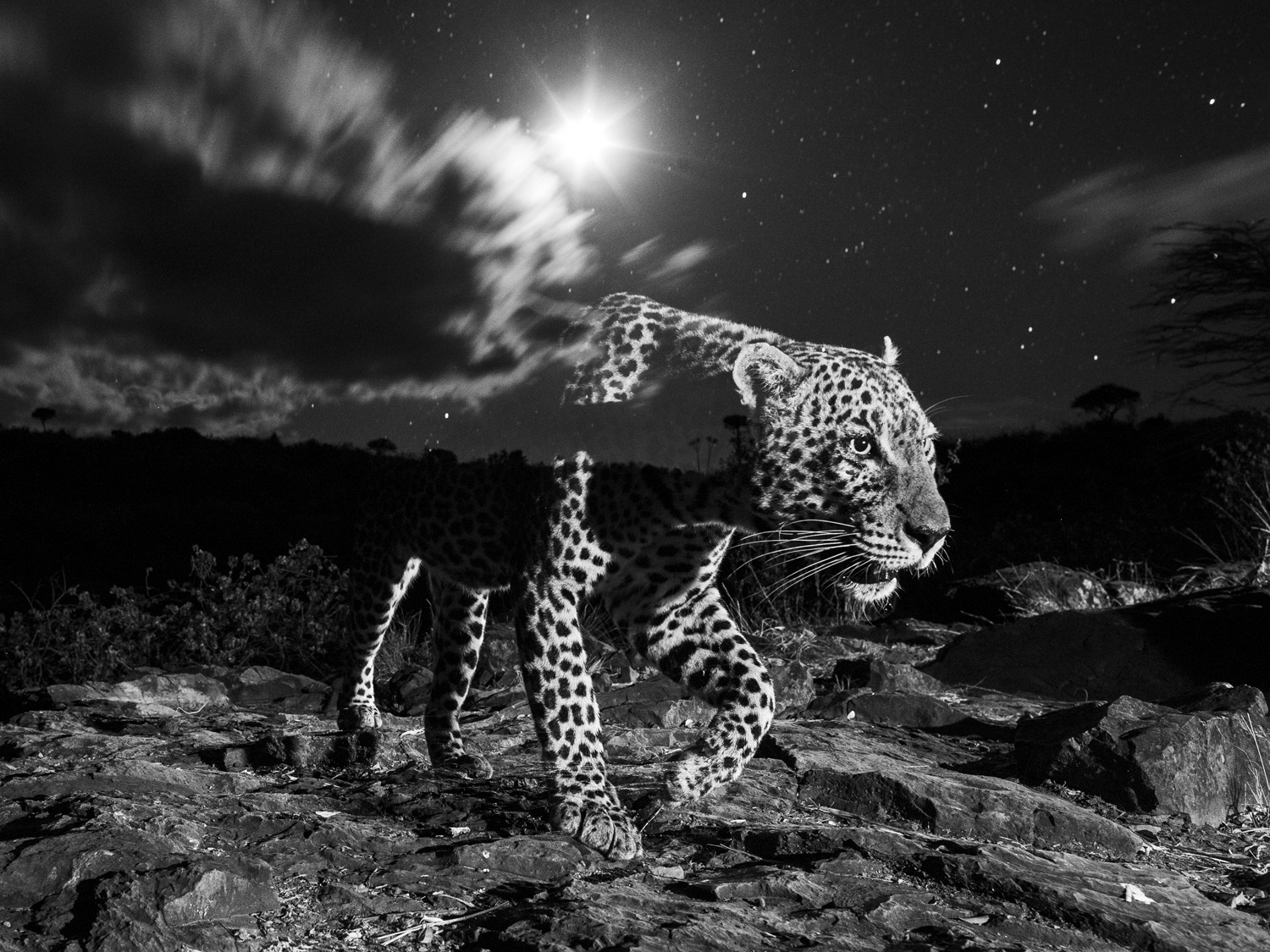 One of TPOTY 2021 'Living World' portfolio winner Will Burrard-Lucas' images of leopards at night