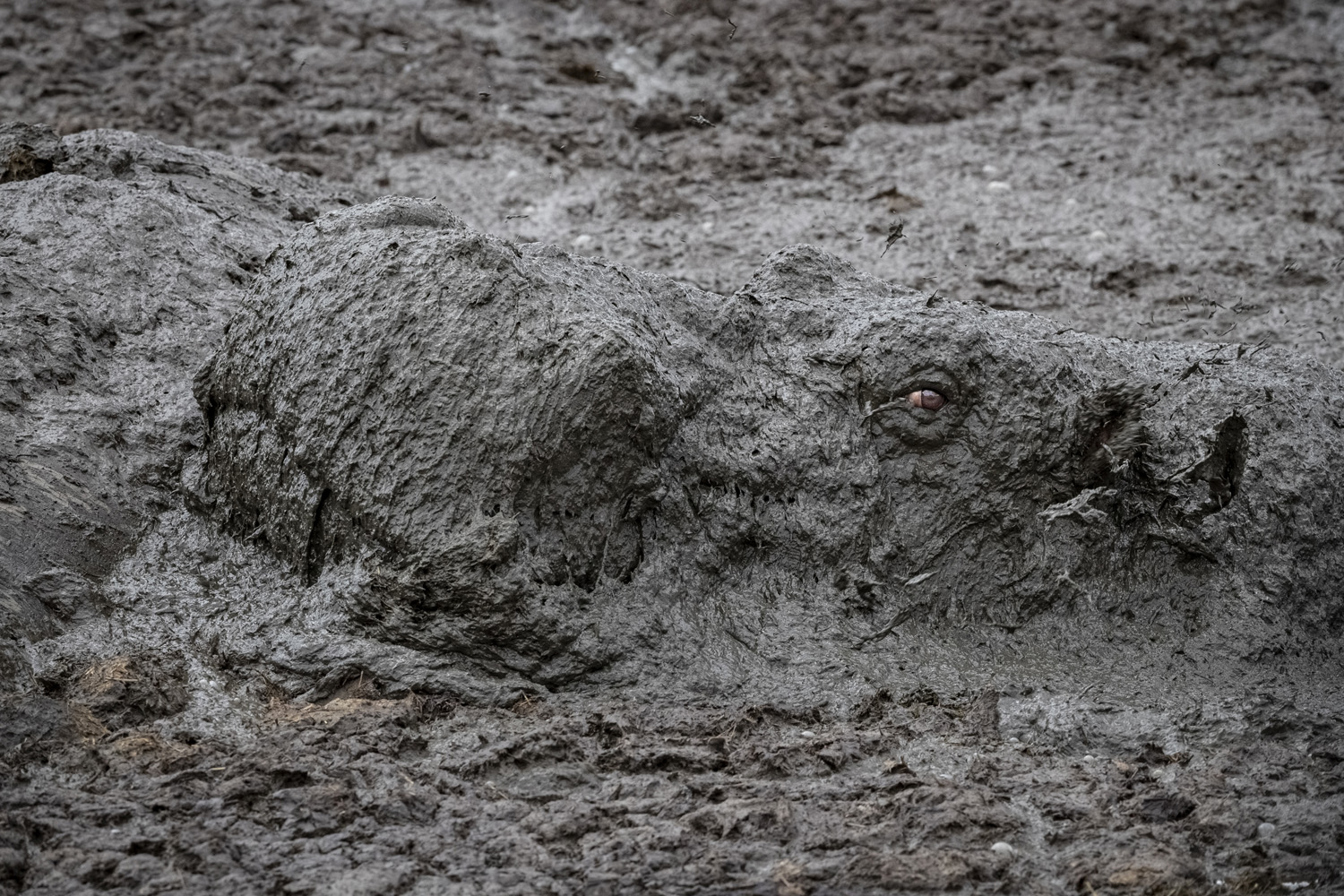 Jose Fragozo won the 'Living World: Best Single Image' category of 2021 TPOTY with this image of a hippo emerging from mud at the Masai Mara National Reserve, Kenya