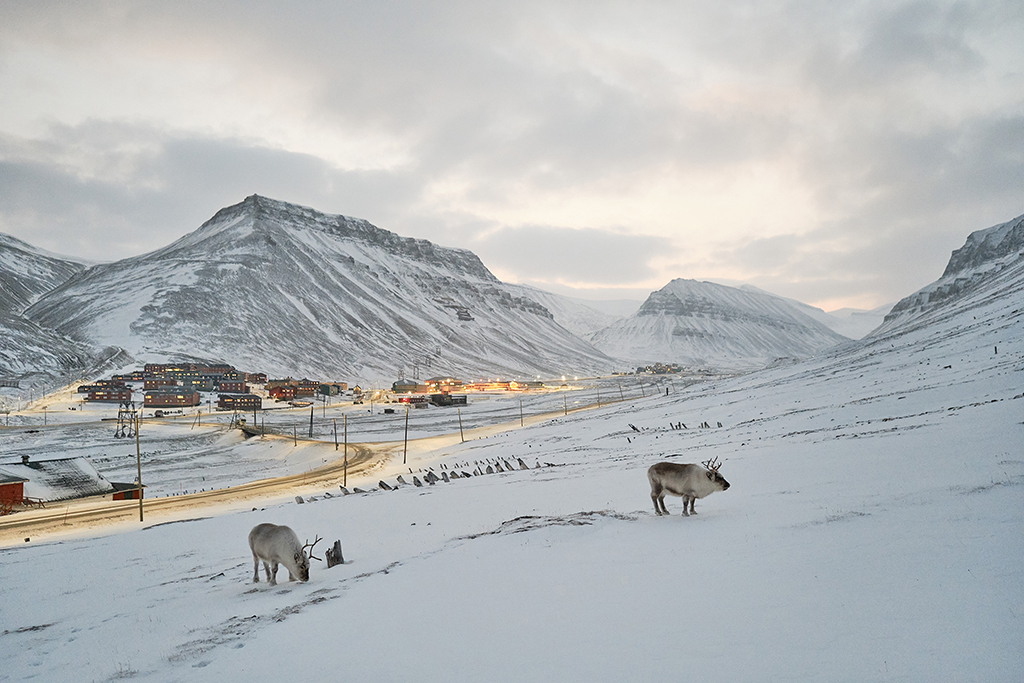 Svalbard reindeer above Longyearbyen documenting climate change