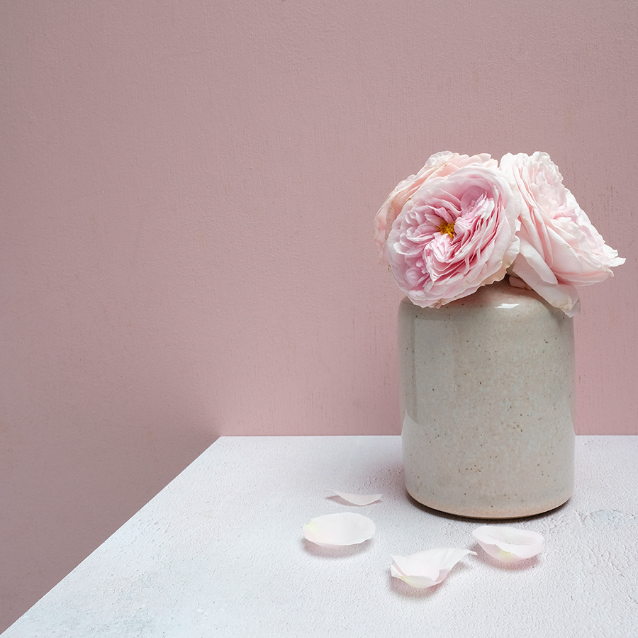 roses from bouquet in jar with pink backdrop
