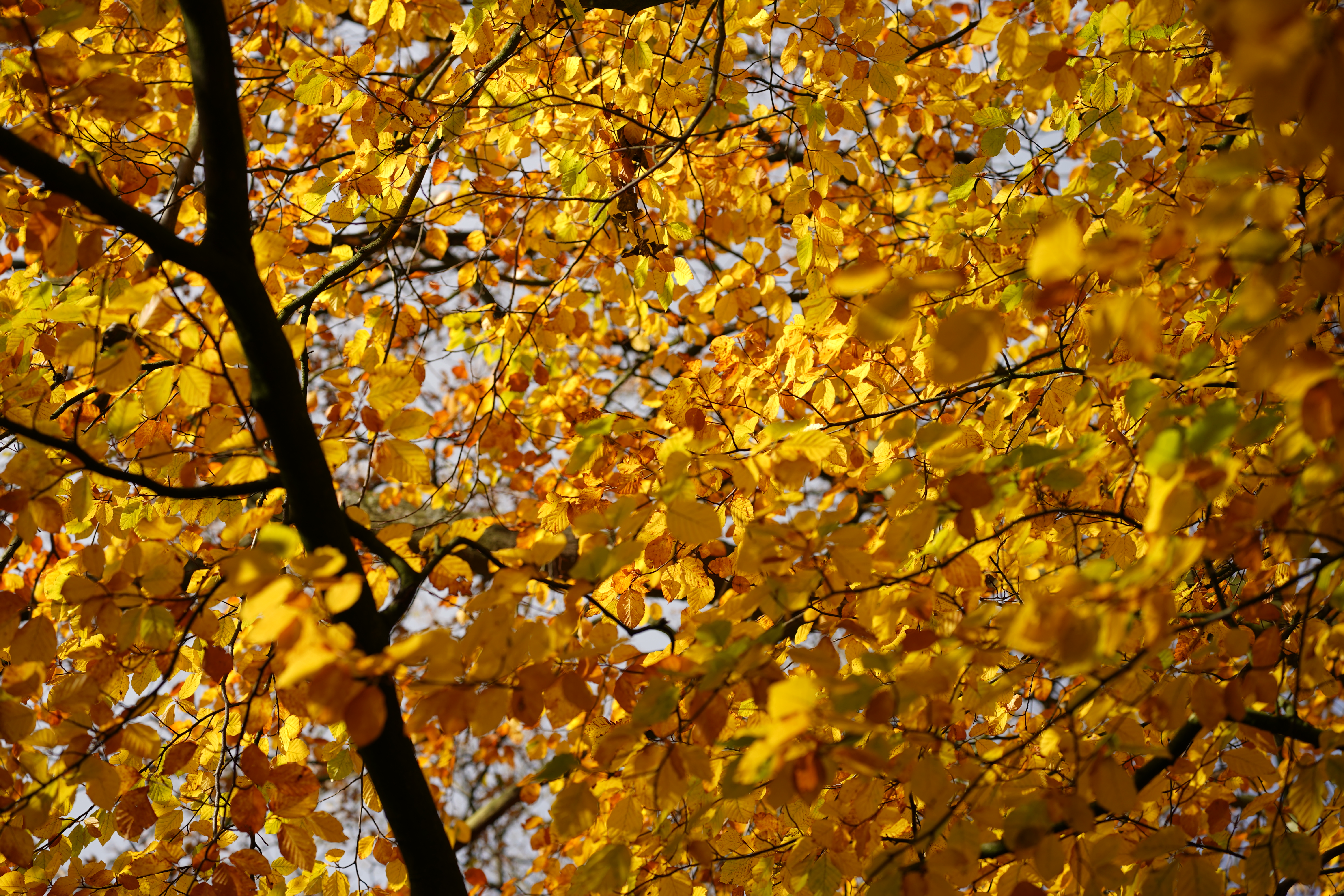 Yellow leaves, Sigma 90mm DG DN, 1/250s, f/4, ISO50, 90mm