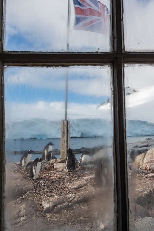 Nigel Watson penguins through a window