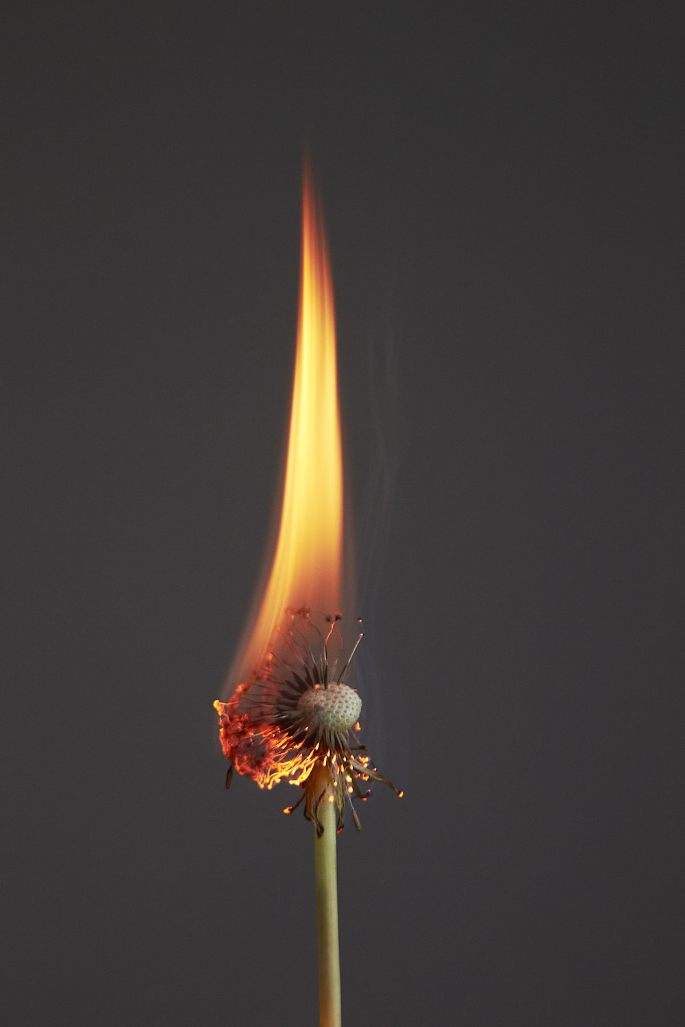 A flaming dandelion from Rankin's lockdown project An Exploding World. Image: Rankin