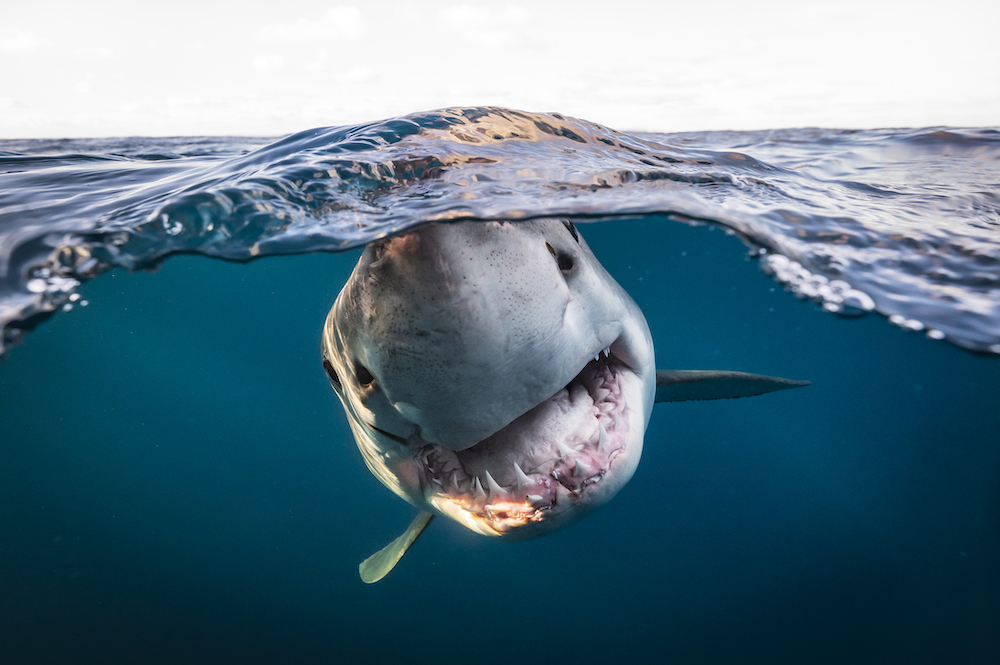 This image, titled 'Great White split', won the British Underwater Photographer of the Year category of UPY 2022. Image: © Matty Smith/UPY2022