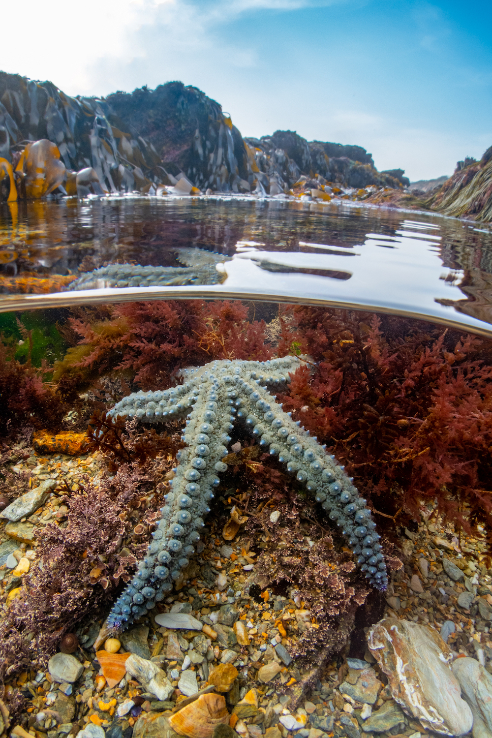  This image, titled 'Rock pool star', won the British Waters: Compact category of UPY 2022. Image: © Martin Stevens/UPY2022