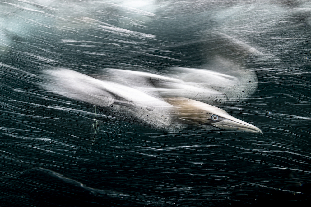 This image, titled 'Gannet Storm', won the British Waters: Wide-Angle category of UPY 2022. Image: © Henley Spiers/UPY2022