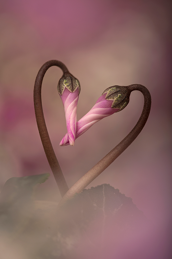 he details and pretty textures on the buds, leaves and unfurling flowers of pink cyclamen winners close-up apoy