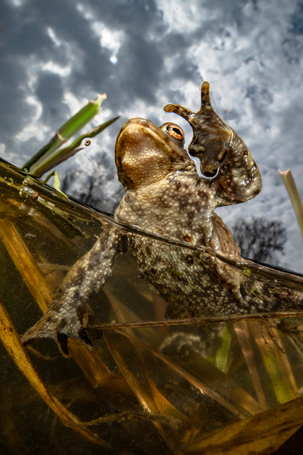 This image of a toad, titled 'Peace', won the Compact category of the Underwater Photographer of the Year 2022 competition. Image: © Enrico Somogyi/UPY2022